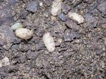 Rose_sawfly_pupa.jpg