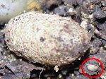 Rose_sawfly_pupa2.jpg