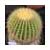 cactus[1].jpg