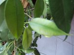DSCF3248.JPG