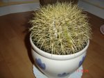 DSC01793.JPG