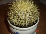 DSC01795.JPG