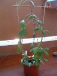 erythrostemmaplante.JPG