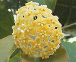 hoya kenejiana.jpg