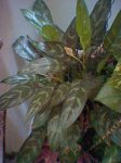 ALOCARIA_macrorrihiza.jpg