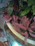image_00075.jpg