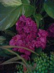 image_00078.jpg