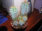 cactus del mercado.JPG