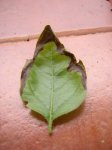 Hoja ennegrecida.jpg