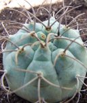 DSCF0576  reducido.JPG