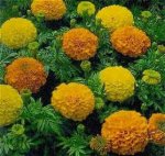 marigoldincamix8ii.jpg