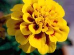 marigold2.jpg