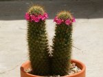 mammillaria.jpg