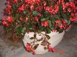 Begonia 2.jpg