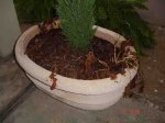 Begonia 3.jpg
