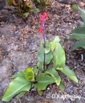 canna edulis.jpg