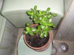 P1010007.JPG