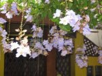 Flor_colgante_1.jpg