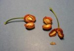 thump_8898934frutos.jpg