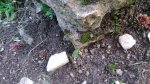 DSC_0006.jpg