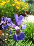 IMG_20140503_163637.jpg