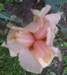 IMG_20140503_163821.jpg