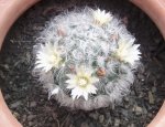 mammillariabocasanaflores_zpsfb2a518b.jpg