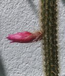 capulloaporocactuscerrado_zps3b2da7ac.jpg