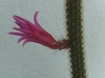 floraporocactusperfil_zps94312932.jpg