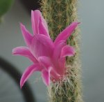 floraporocactusdefrente_zps89be6c0e.jpg