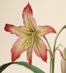Hippeastrum_psittacinum.jpg