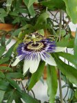 flor1.jpg