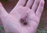 pleiolimpritchii2014.jpg