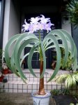 _bulb_a1158239179kikoka_1.jpg