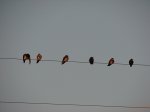 IMG_0486.JPG