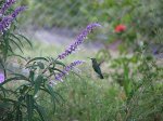 Colibr_en_salvia_leucanta.jpg