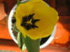 Coronita_en_flor.jpg