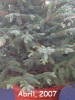 Abeto_Abril_2007.jpg
