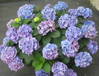 HortensiaJulio2006.jpg
