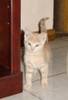 Felix_el_gato_foto_1_para_infojard_n_.JPG
