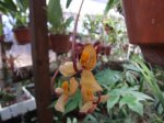 resized_Flora del trópico025.jpg