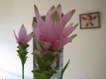 flores 3.JPG