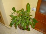 PLANTAS 004.JPE