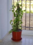 PLANTAS.JPE