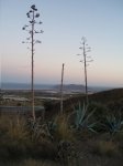 paisaje con pitas.JPG