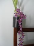 Oncidium1.jpg