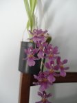 Oncidium2.jpg