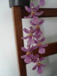 Oncidium3.jpg