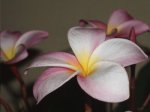 flores de plumeria6.JPG