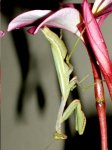 mantis religiosa.JPG